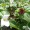 Reader Concerned About Garlic Mustard