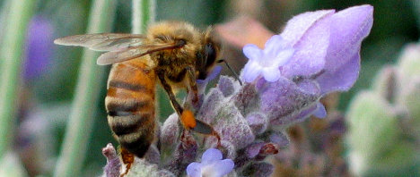 bee Clodia Porteous