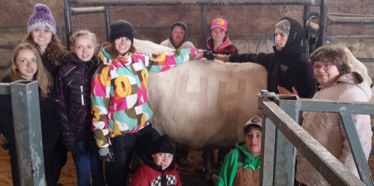 St. Vincent 4-H Calf Club Report – Fitting Day