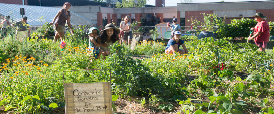 Community Gardens Helping Golden Town Outreach to Meet the Needs of Residents