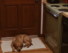 The Pet Expert:  How to Stop a Dog From Counter Surfing