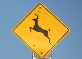 deer crossing270