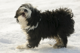 dog playing in snow 270