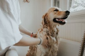 The Pet Expert:  At Home Pet Grooming Tips Part Two