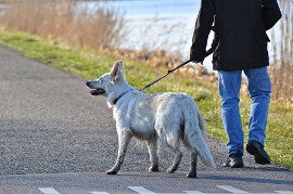 can dogs be off leash in public