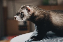 The Pet Expert:  The Top 7 Things All Ferret Owners Need to Know