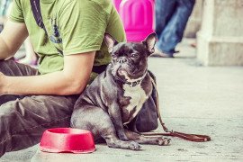 The Pet Expert:  Partnership Between Golden Town Outreach and Canadian Pet Connection Aims to Feed More of Meaford’s Pets