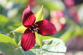 Colourful Blooms a Sure Sign of Spring