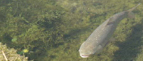 Grass.Carp2web225