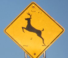 deer crossing