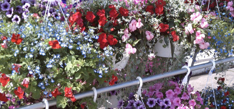 flowers-hanging-baskets468
