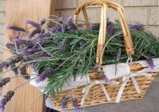 fresh_lavender_in_basket_photo_Amandaism_Art