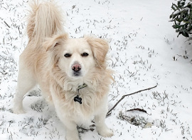 white dog in snow270