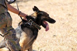 The Pet Expert:  The Impact of Working Dogs in Recent Human History