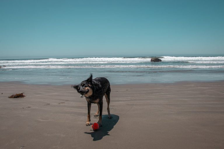 The Pet Expert: Potential Off Leash Dog Beach Closure Sparks Outrage