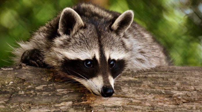 Grey Bruce Public Health Reminds People to Enjoy Wildlife From a Distance