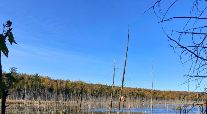 Hydro One Grant Powers GSCA’s New Wetland Education Program