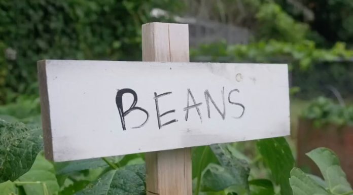 Meaford Community Garden Seeks a New Home