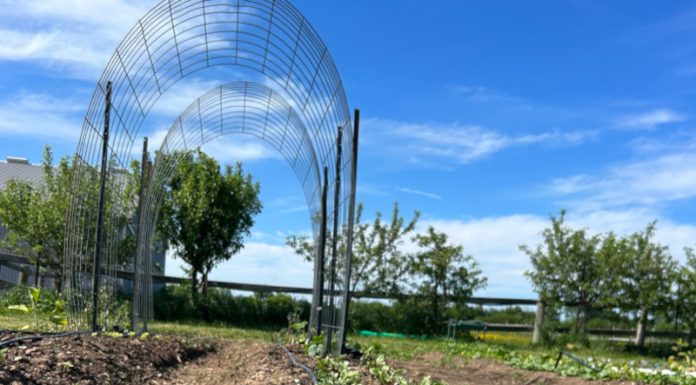 Meaford Community Garden Grows Toward a Bright New Future