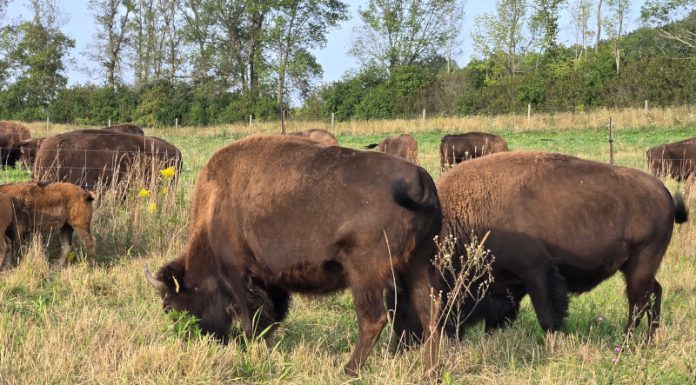 From Lavender Fields to Bison: Georgian Bluffs Hosts Second Annual Farm Crawl