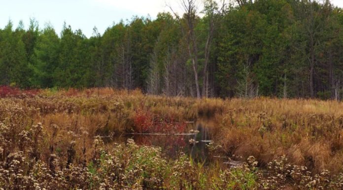 Preserving the Legacy of the Early Black Settlers of Negro Creek