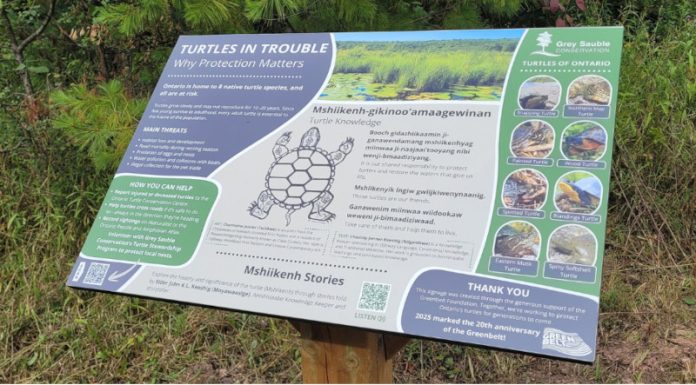 Grey Sauble Conservation Unveils New Turtle Conservation Signage at Bognor Marsh Management Area
