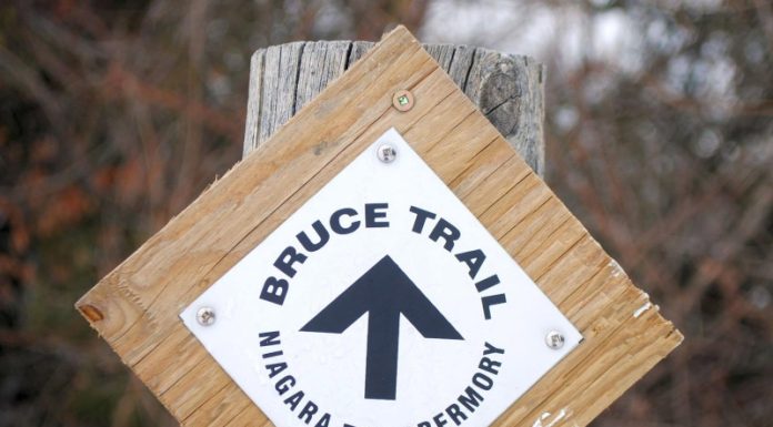 Sydenham Bruce Trail Club Invites Community to Tree Planting Event
